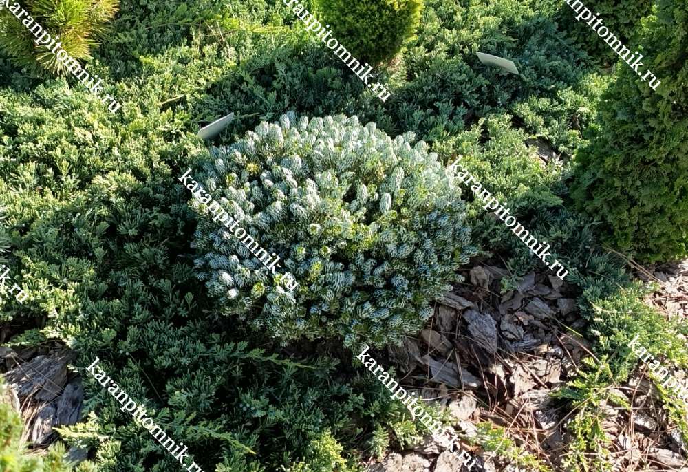 Пихта Корейская Кохоутс Айсбрейкер купить